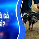 Kèo Đá Gà Là Gì - Bí Quyết Chơi Hiệu Quả Cho Hội Viên LLWIN 1 Kèo Đá Gà Là Gì - Bí Quyết Chơi Hiệu Quả Cho Hội Viên LLWIN