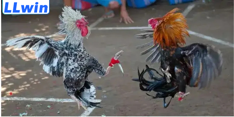 Tỷ lệ Cược Đá Gà Trực Tuyến – Cập Nhật Chuẩn Xác, Dễ Hiểu 2 Tổng quan về tỷ lệ cược đá gà trực tuyến